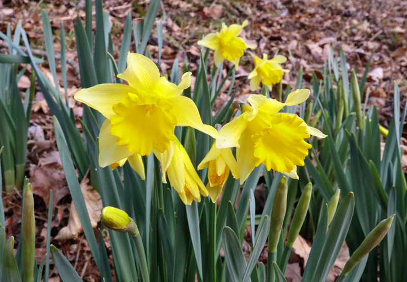 Daffodils