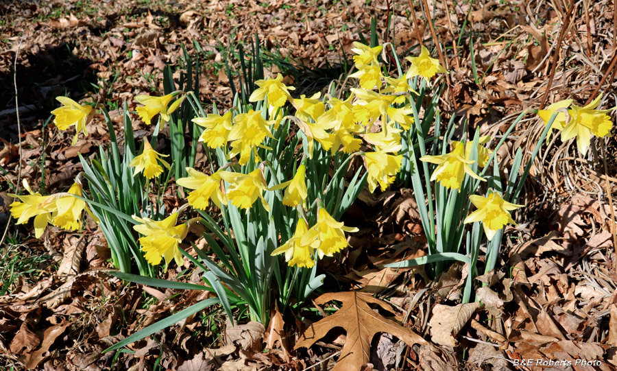 Daffodils