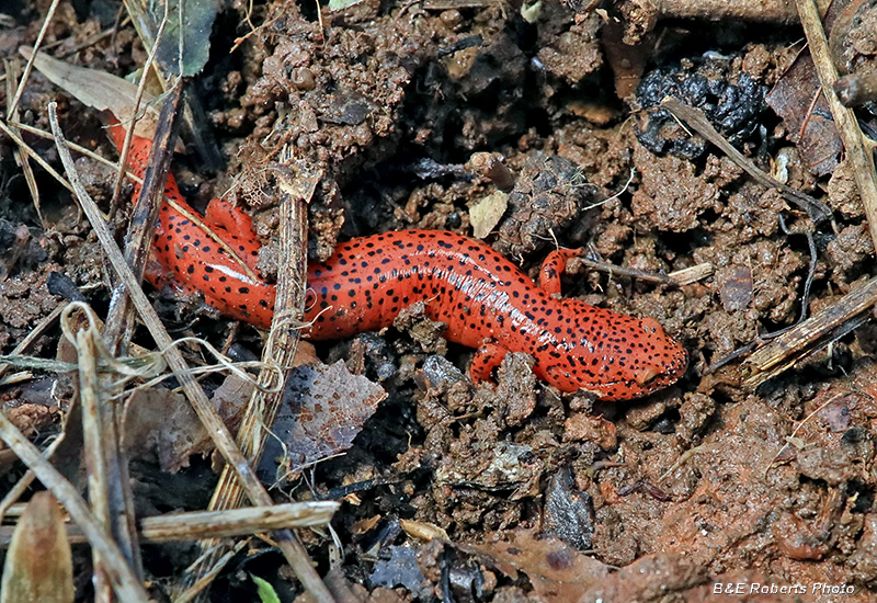 Red_Salamander