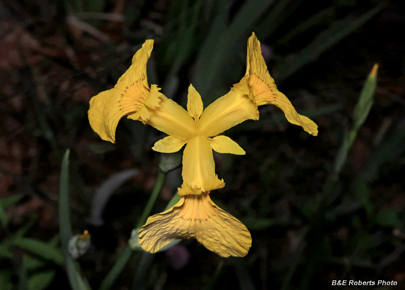 Siberian_Iris