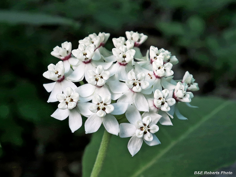 Asclepias