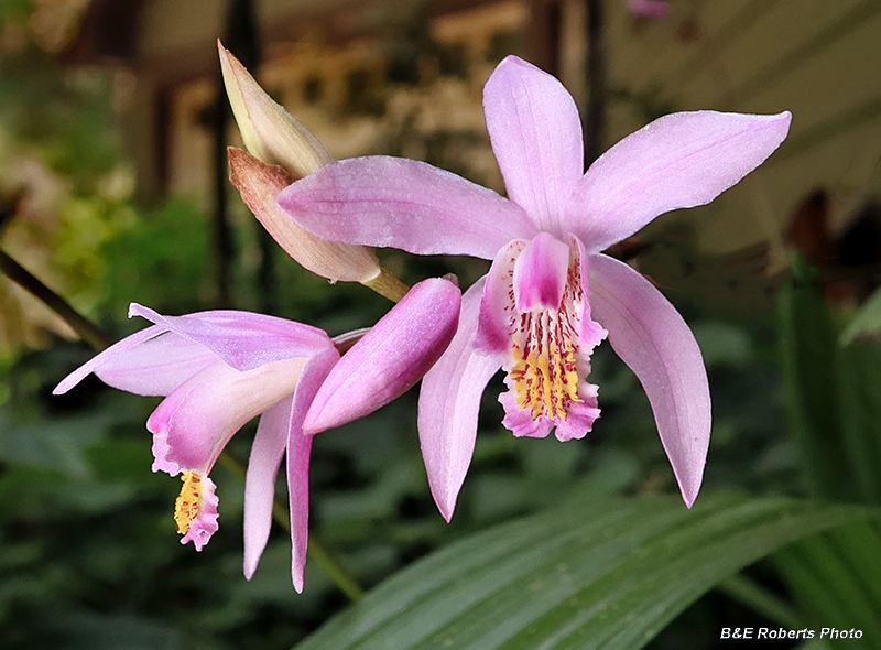 Bletilla_striata