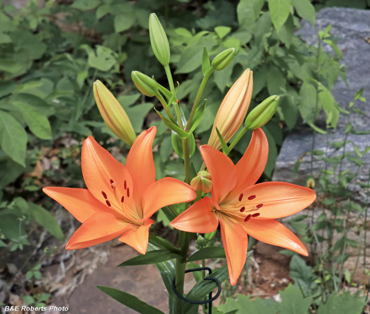 Lilies