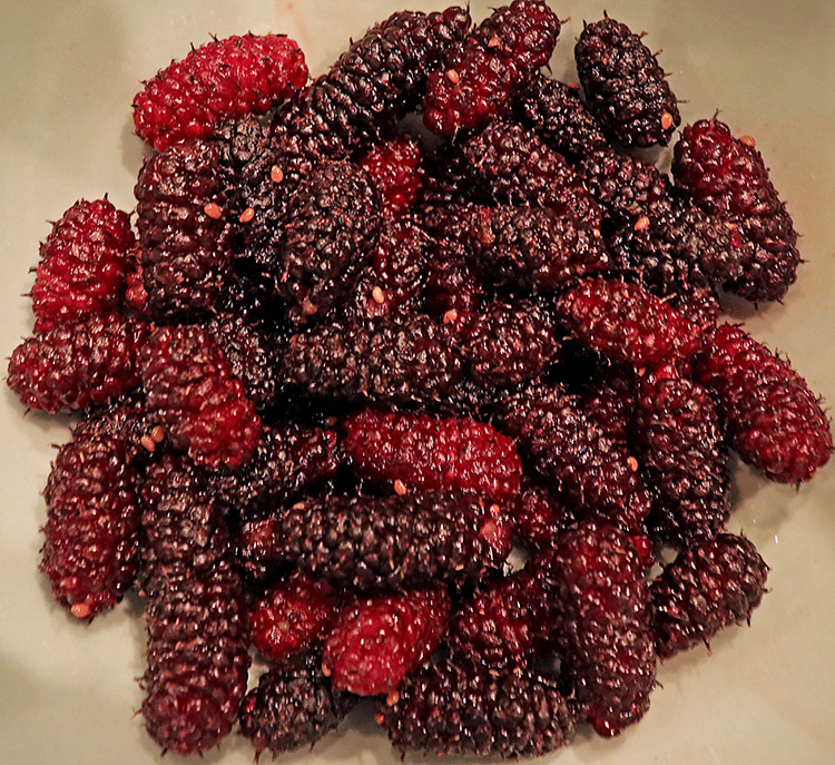 Mulberries