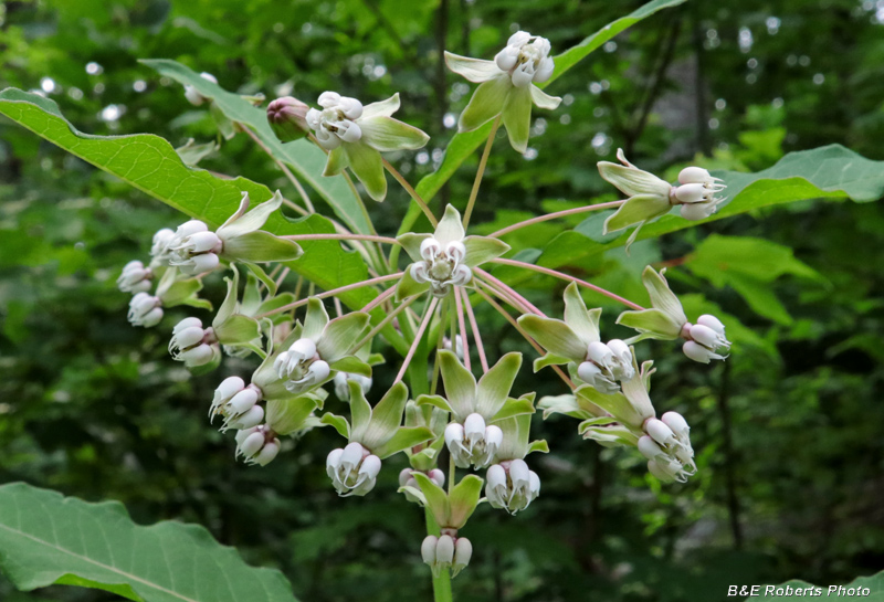 Asclepias