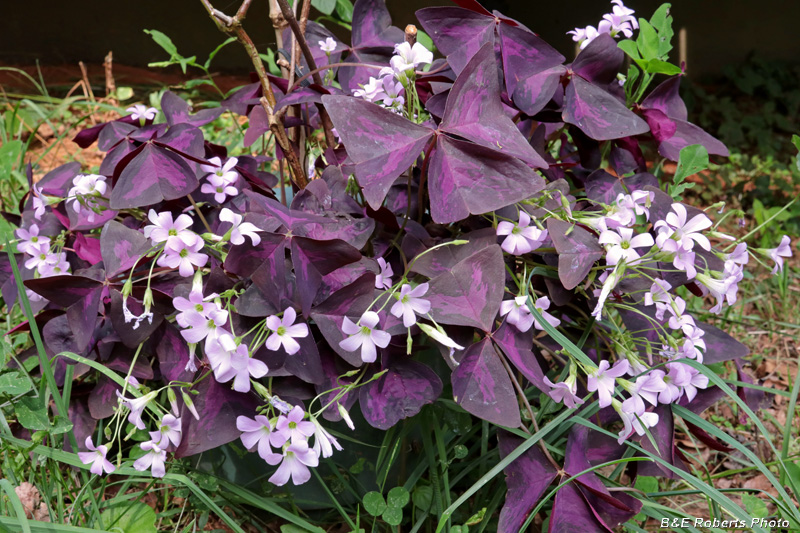 Purple_Oxalis