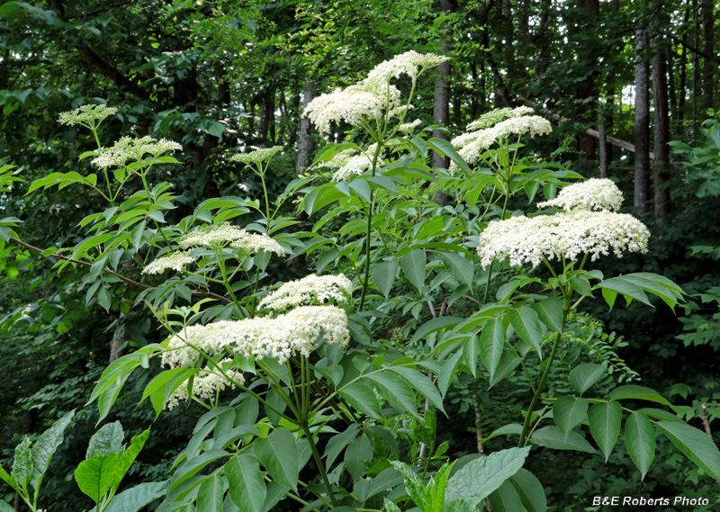 Elderberry