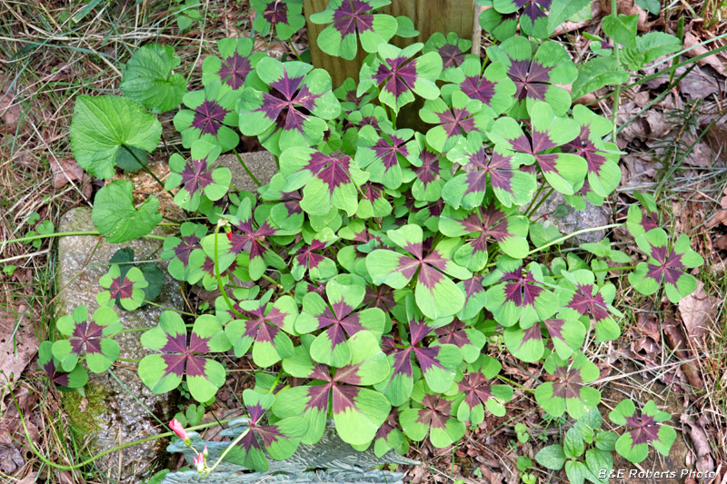 Oxalis_tetraphylla