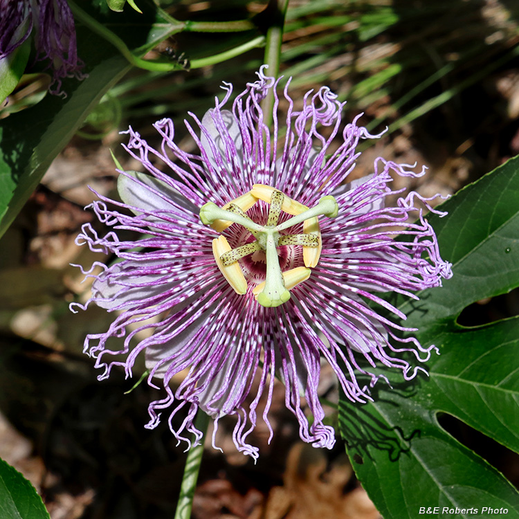 Passiflora