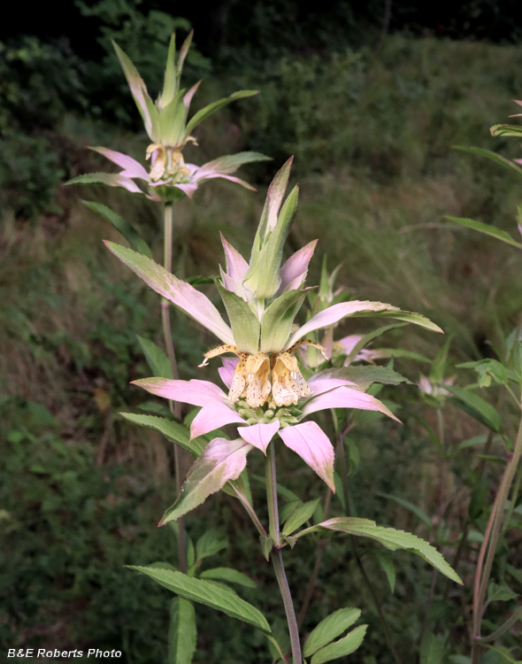 Monarda_punctata