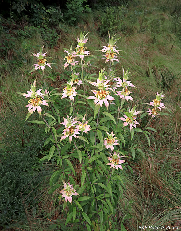 Monarda_punctata