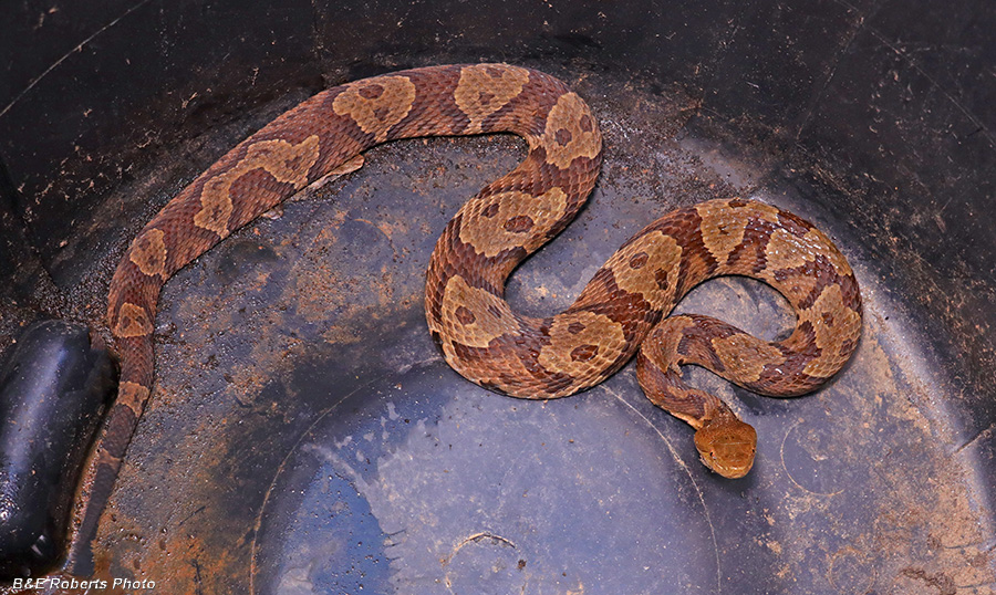 Copperhead