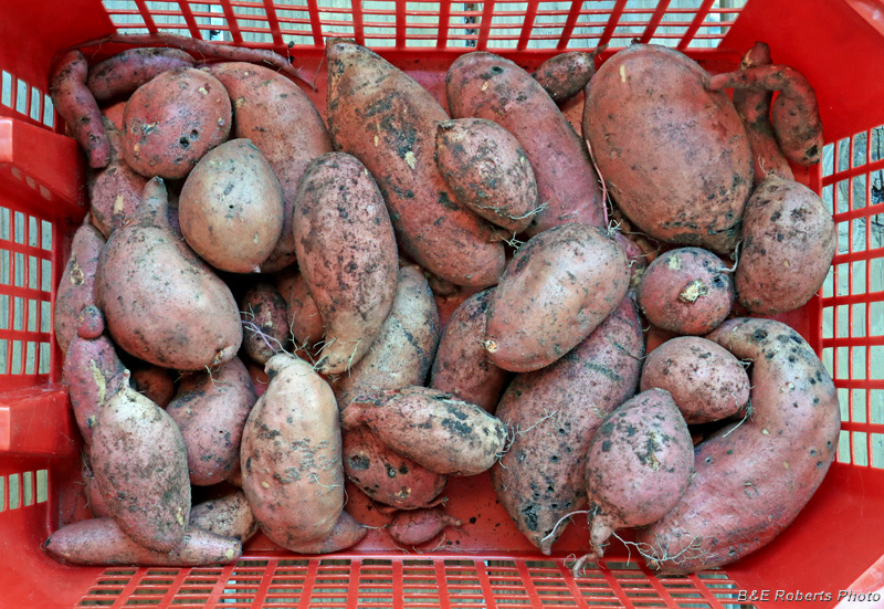 Sweet_potatoes