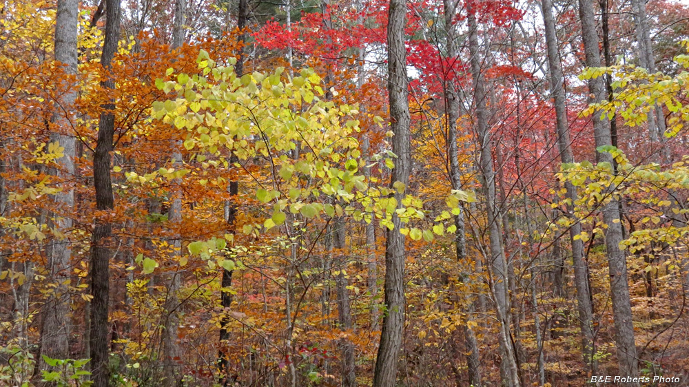 Foliage