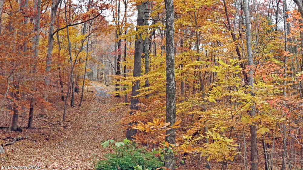 Driveway_foliage