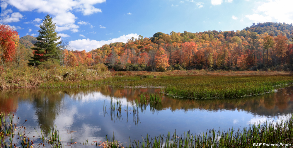 Buck_Bog_foliage