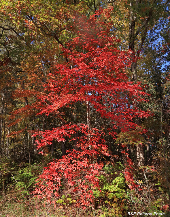 Red_leaves