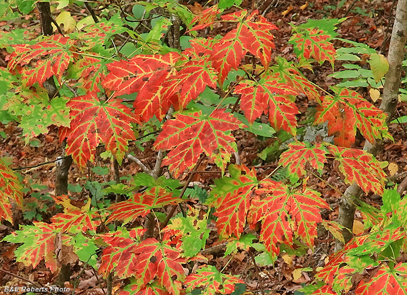 Maple_leaves