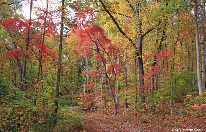 Yard_foliage