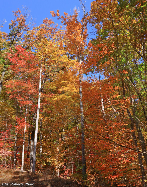 Yard_foliage