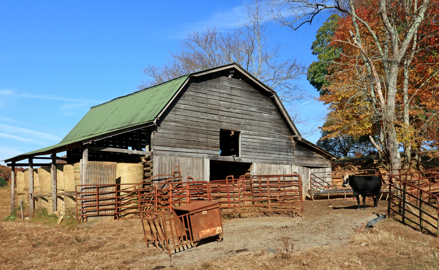 Cow_barn