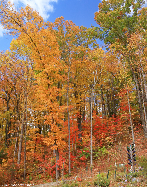 Yard_foliage