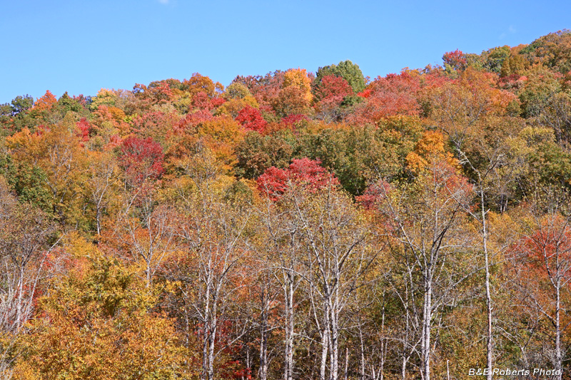 Colorful_foliage