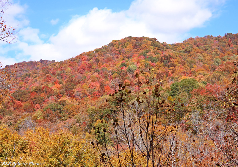 Colorful_foliage