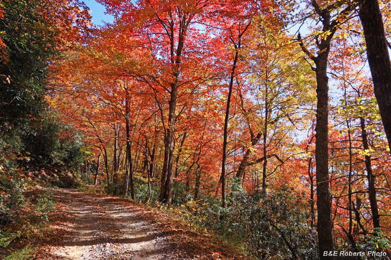 Roadside_color