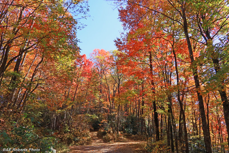 Roadside_color