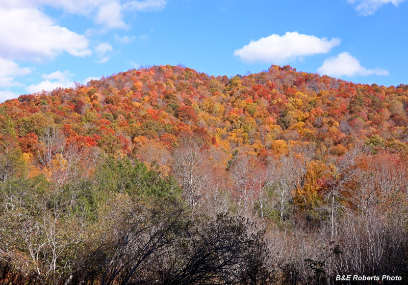 Ridge_foliage