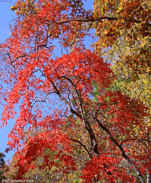 Driveway_color