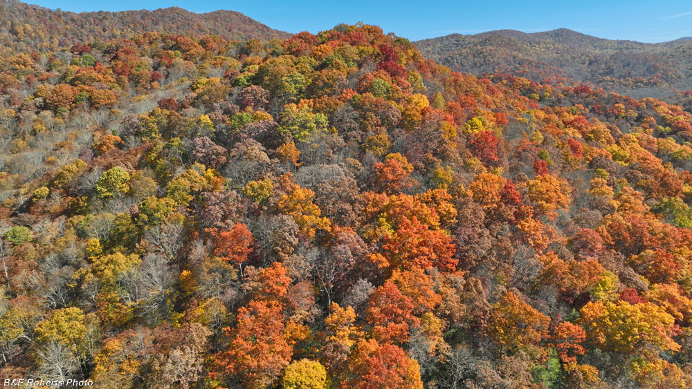 Drone_pic-Buck_Crk_bog_area