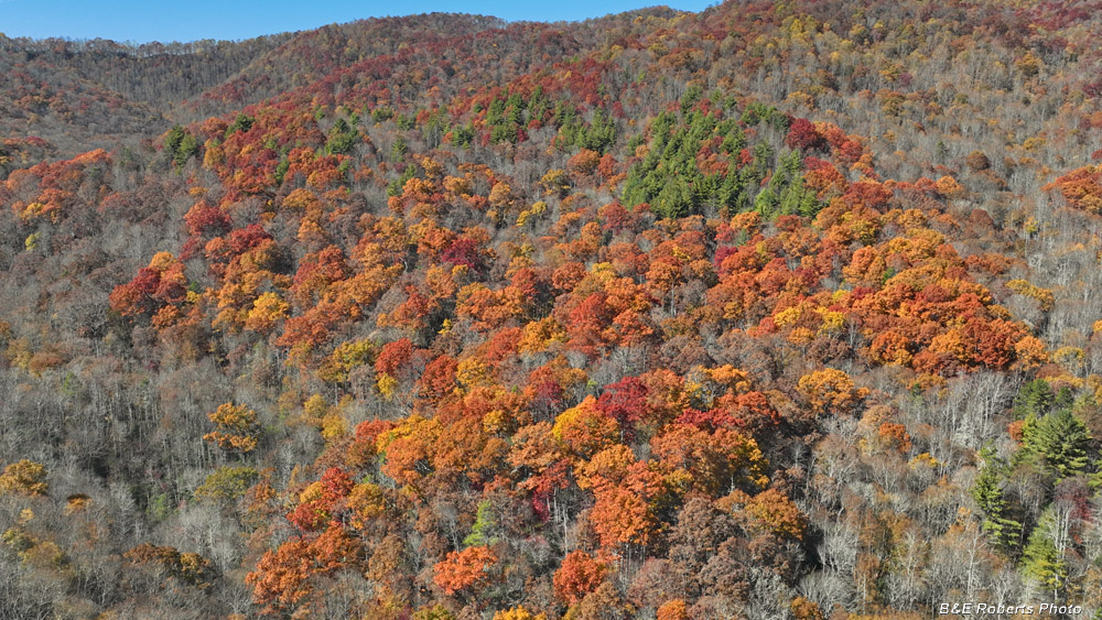 Drone_pic-Buck_Crk_bog_area