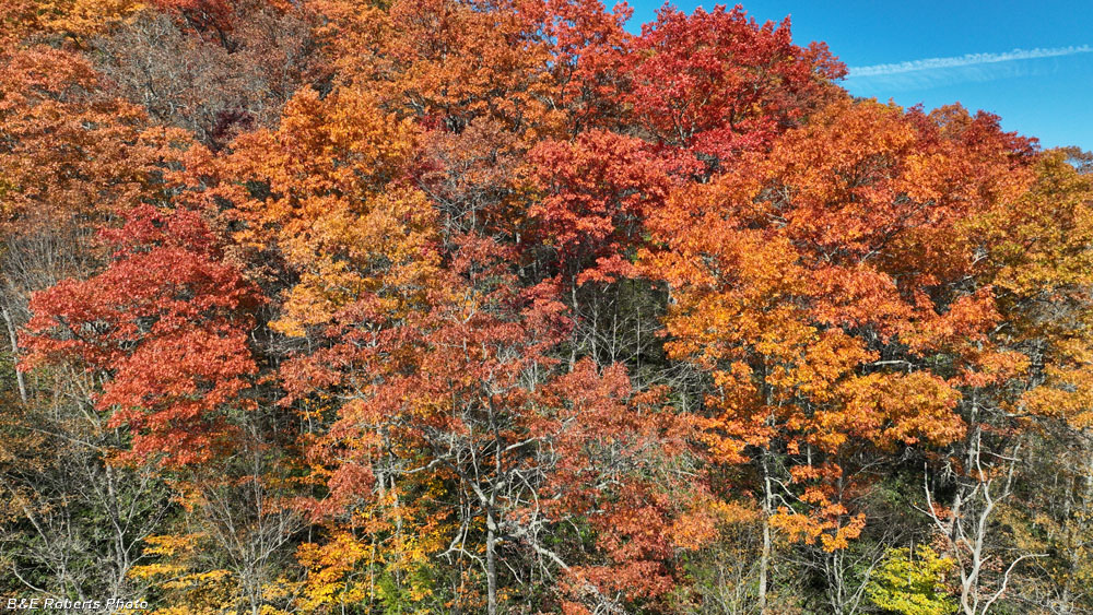 Drone_pic-Buck_Crk_bog_area