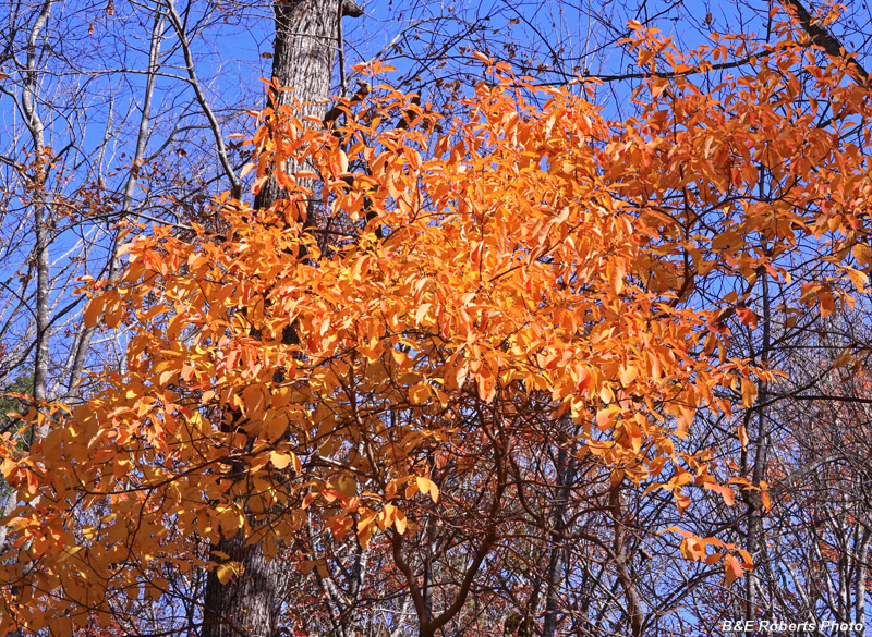 Golden_leaves