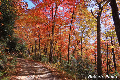 Roadside_color