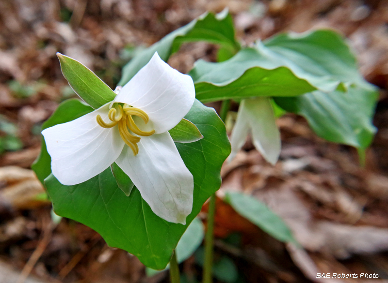 Trillium_persistens