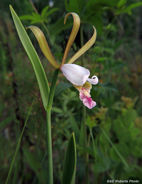 Cleistesiopsis