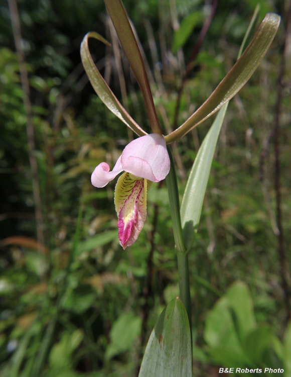 Cleistesiopsis