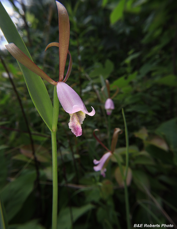 Cleistesiopsis