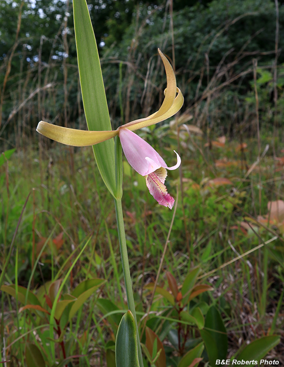 Cleistesiopsis