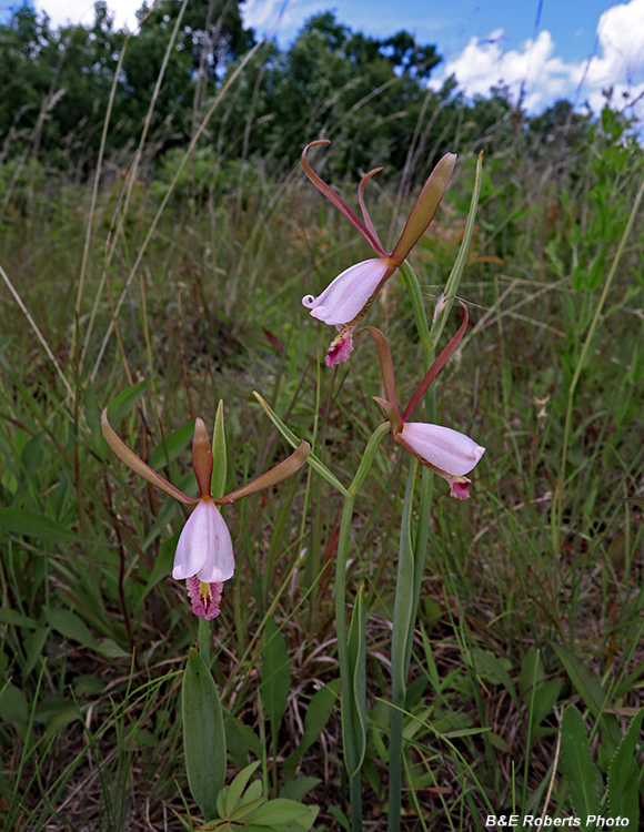 Cleistesiopsis_trio