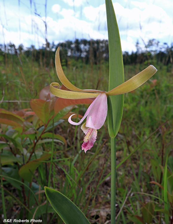 Cleistesiopsis