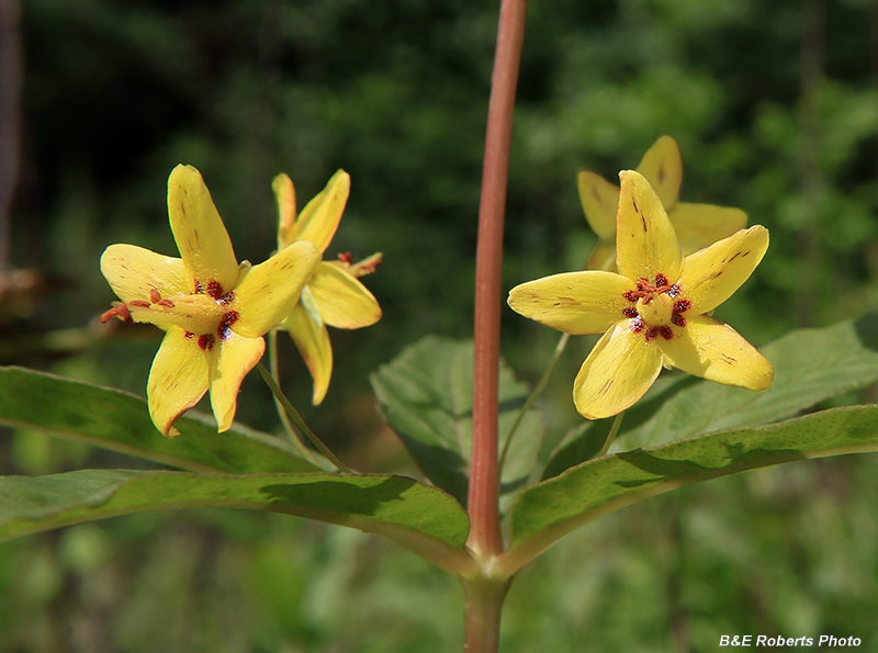 Whorled_Loosestrife