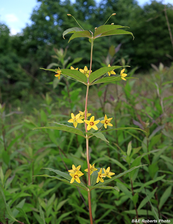 Whorled_Loosestrife