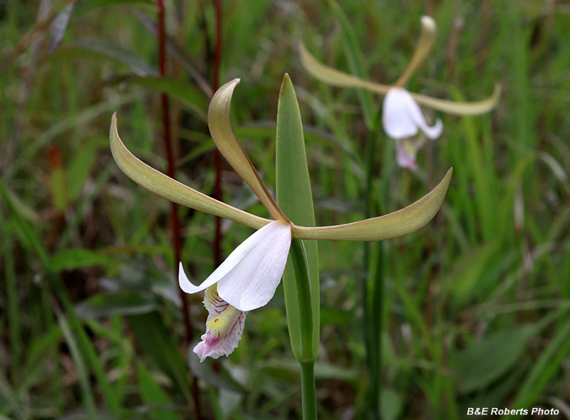 Cleistesiopsis