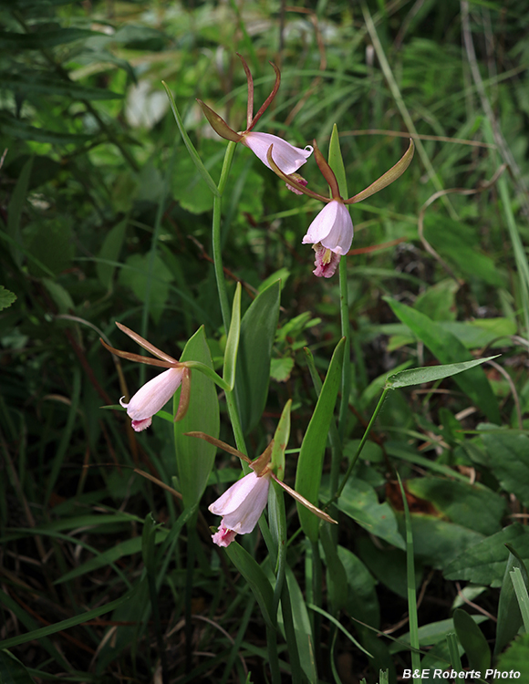 Cleistesiopsis_quad