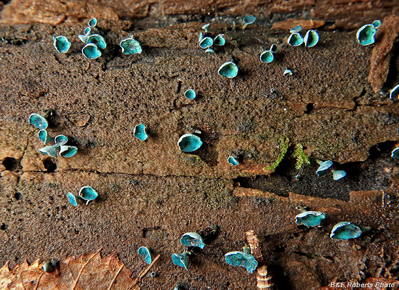 Chlorociboria