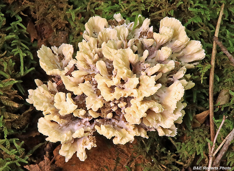 Thelephora_vialis